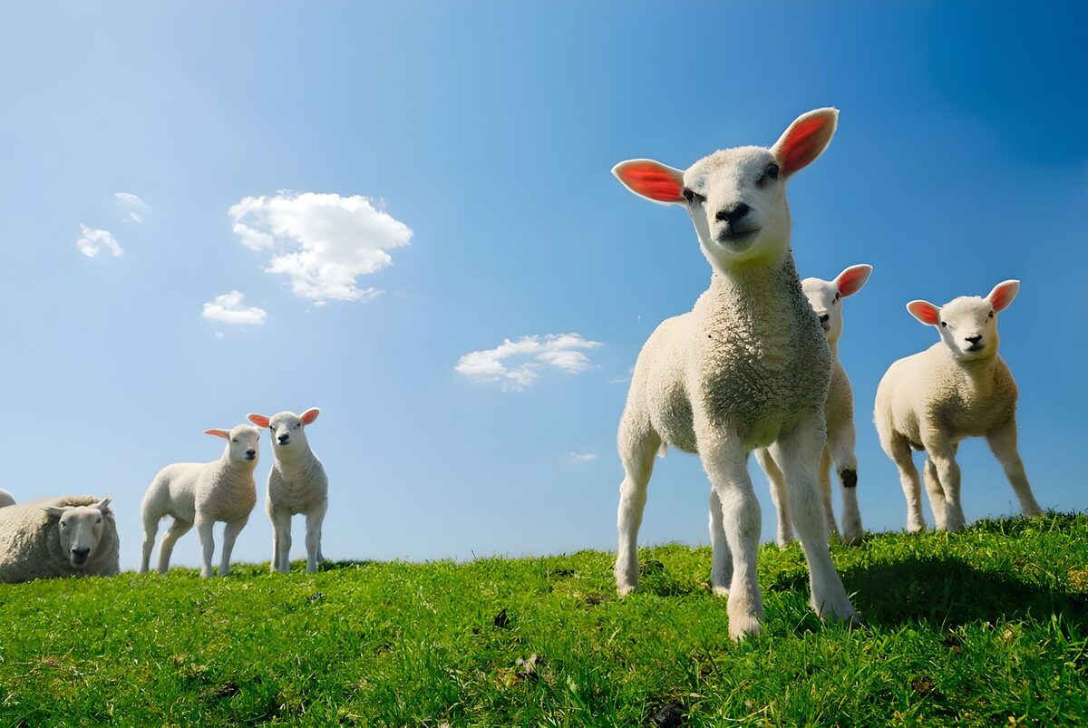 A curious lamb and its meadow companions
