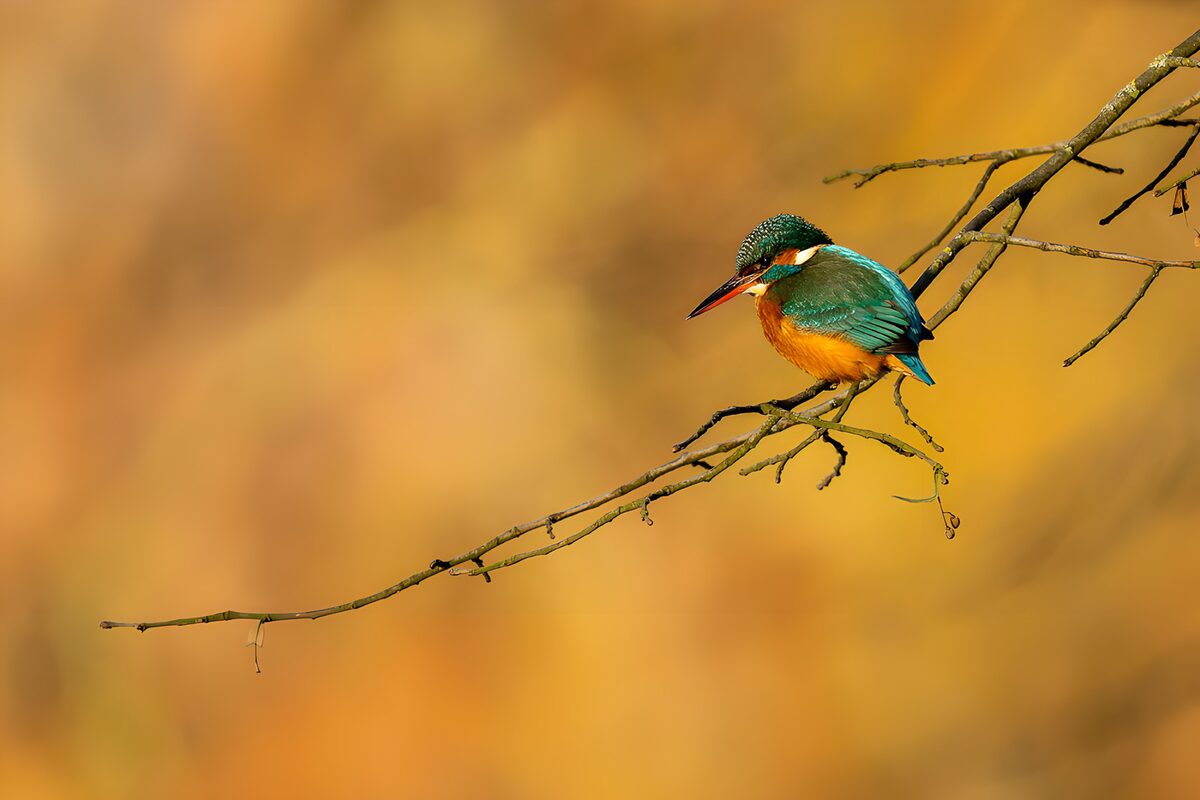 Kingfisher on a branch in warm light