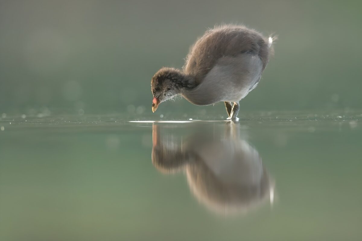 Young waterbird in quiet shallows