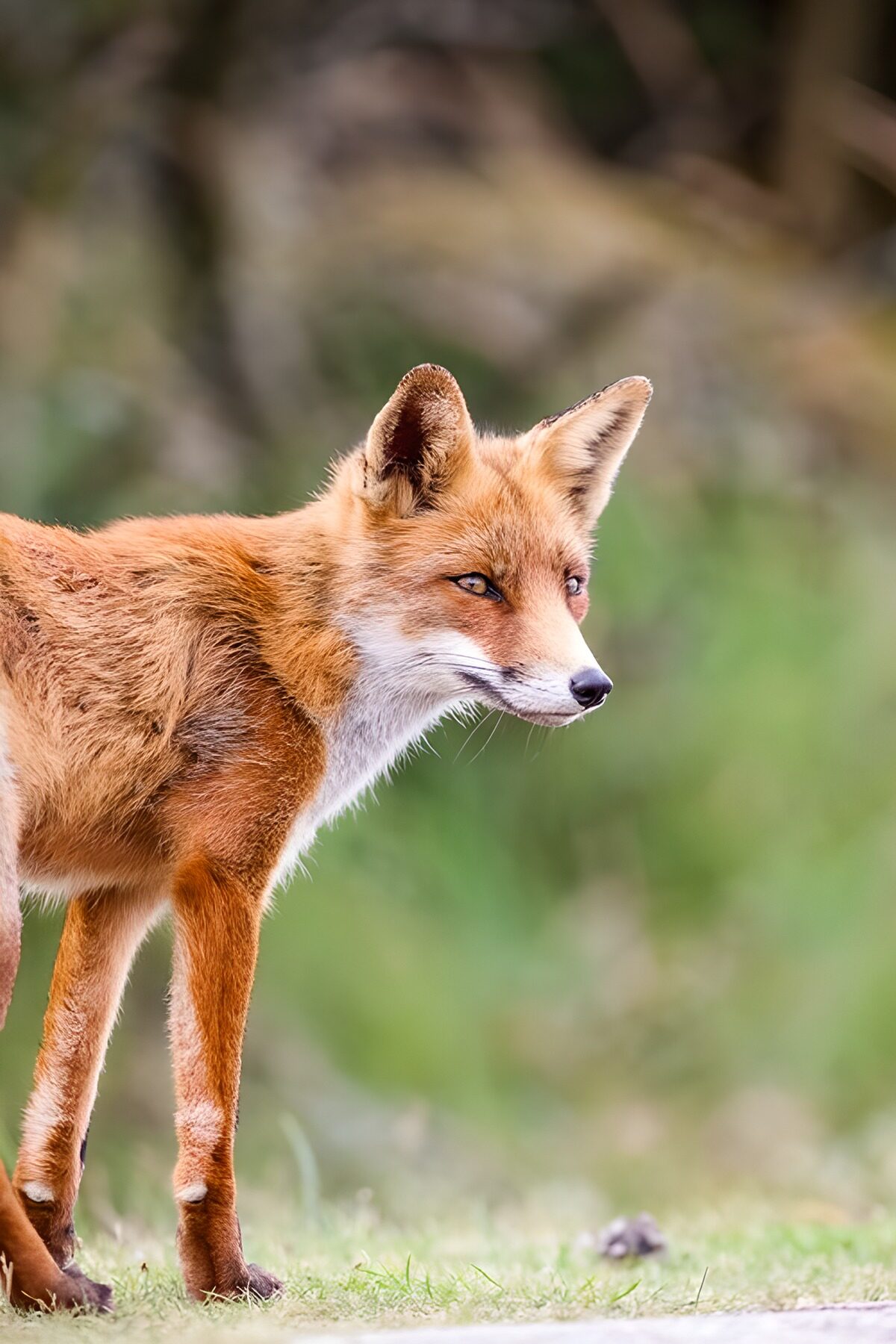 Watchful red fox on short grass
