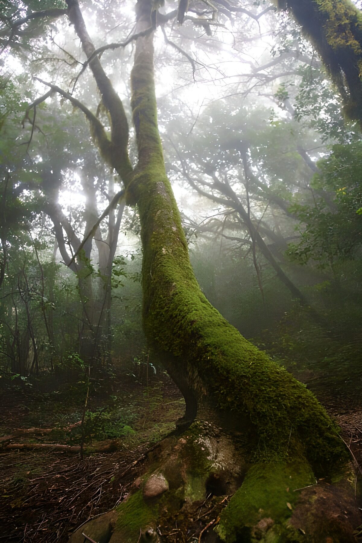 Curved mossy tree in a misty forest