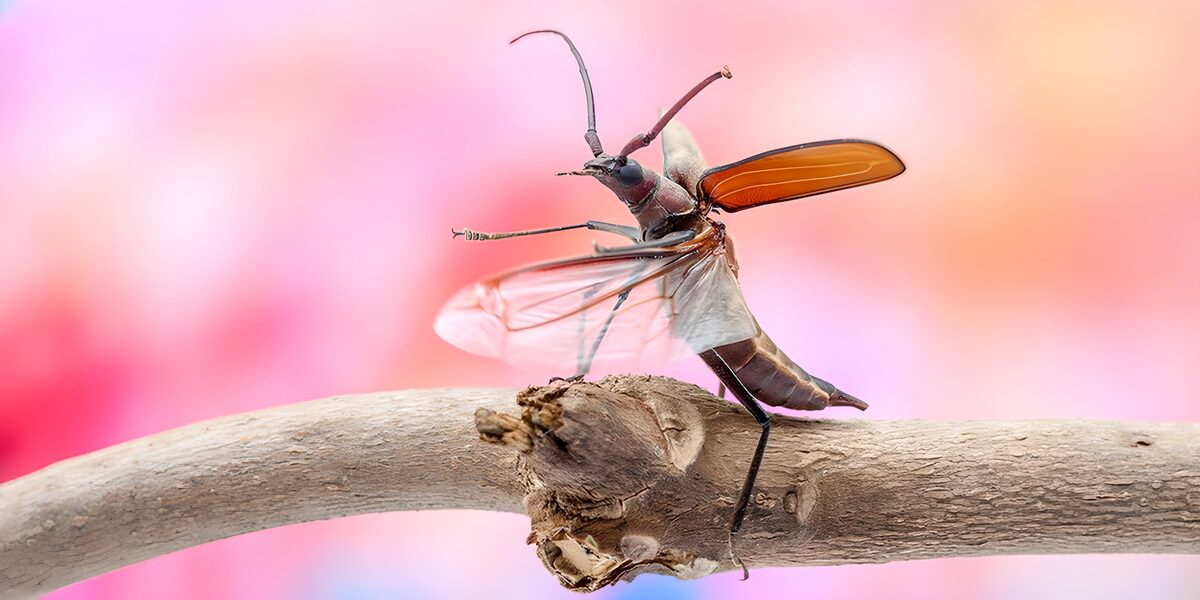 Beetle poised for flight on pale wood