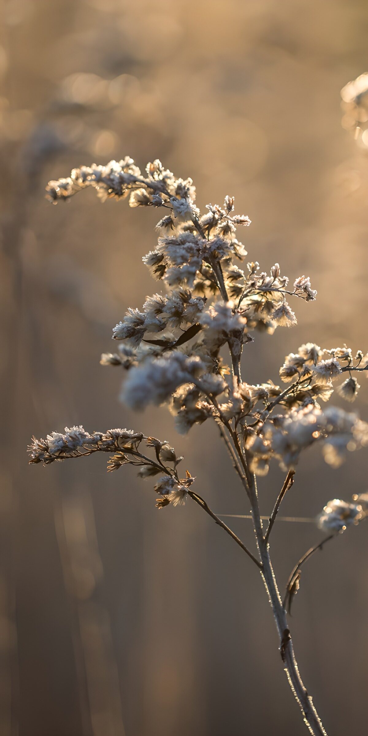 Frosted seed heads in warm light