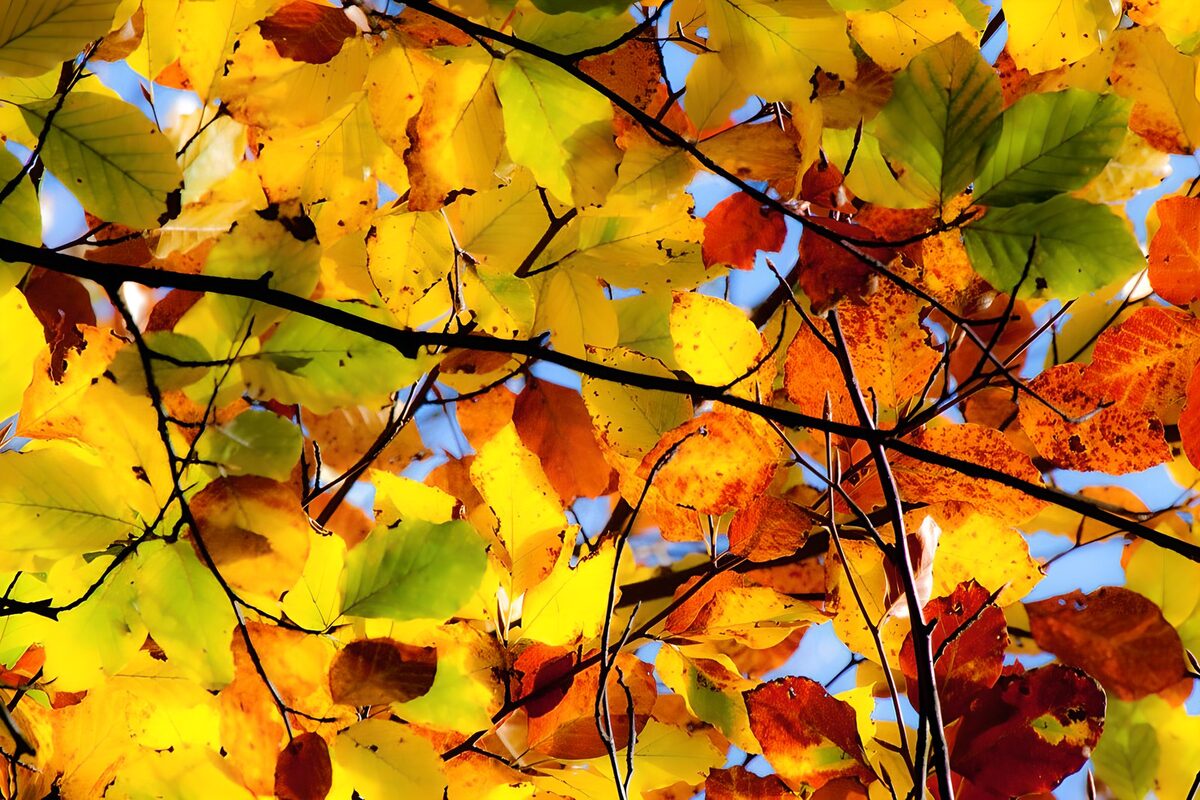 Sunlit yellow autumn leaves