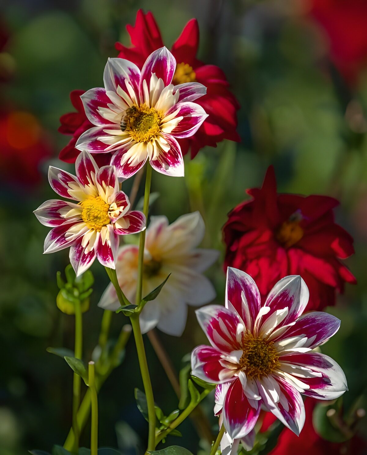 Pink and white dahlias in warm sunlight