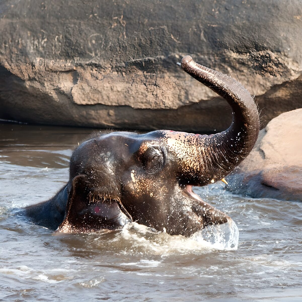 Elephant bathing in sunlit splashes