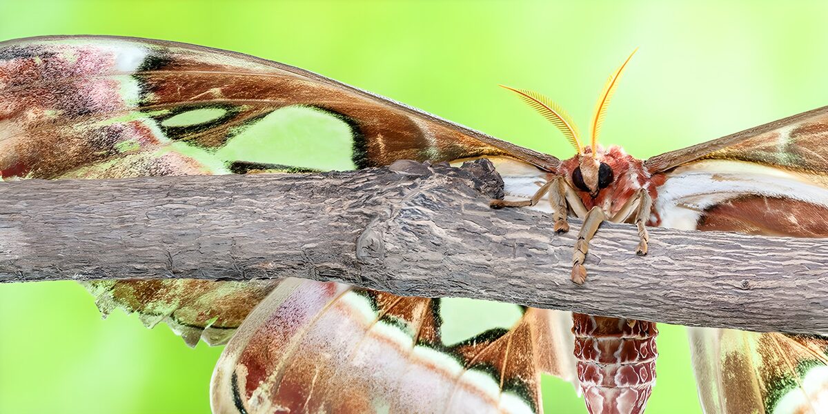 Brown and cream moth on a rough branch