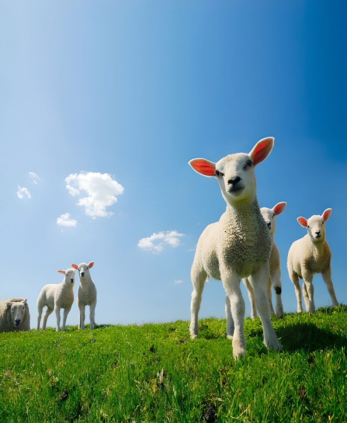 Curious lambs on a sunlit hillside
