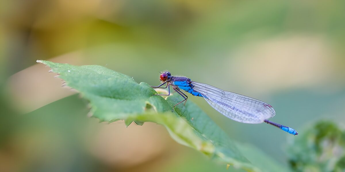 Blue damselfly resting on a green leaf
