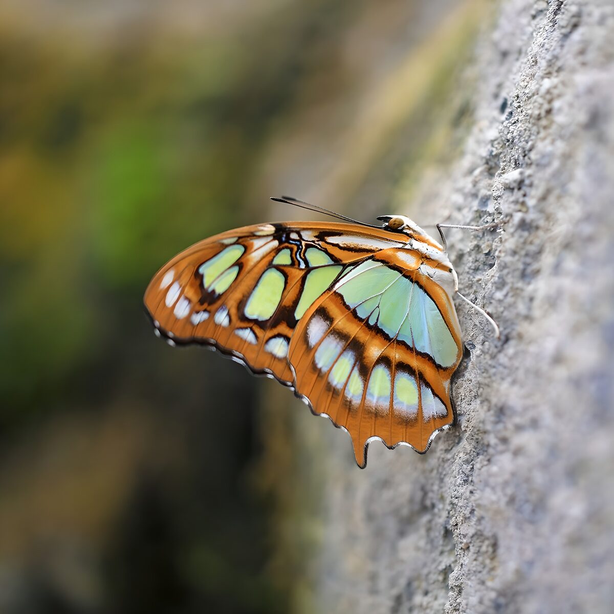 Orange and green butterfly at rest