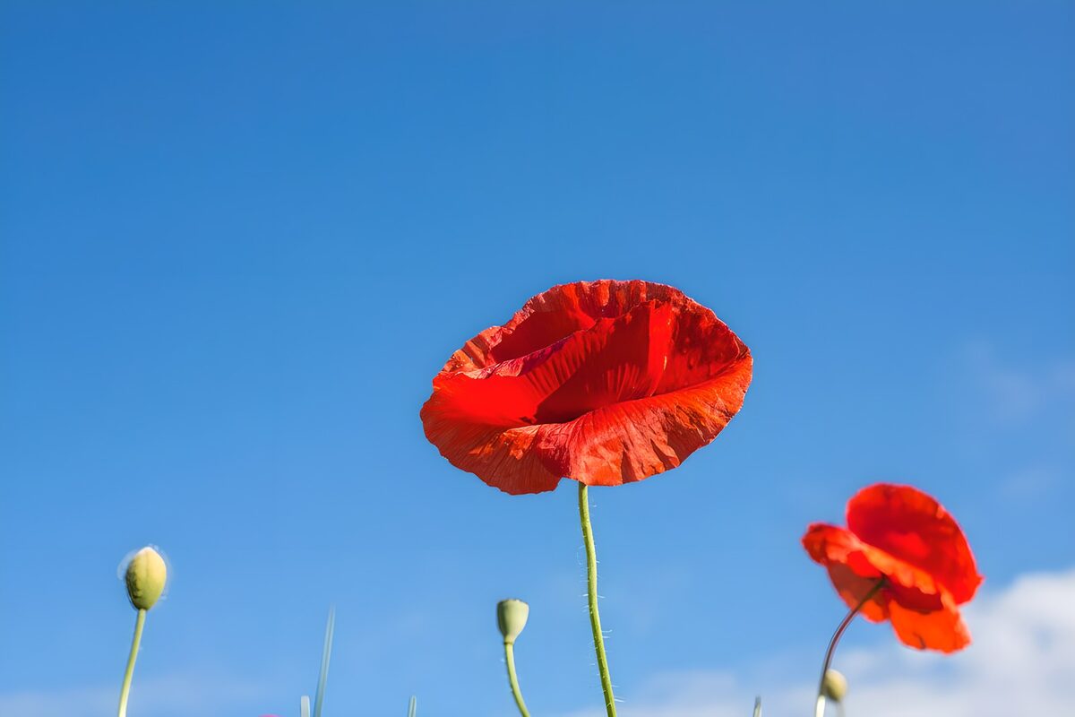 Sunlit red poppies against a blue sky