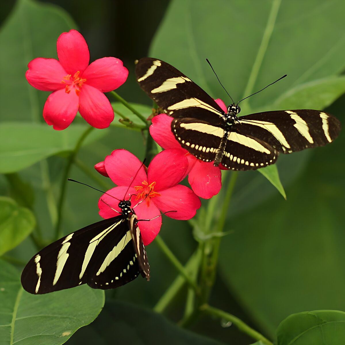 Pink petals cradle butterfly wings