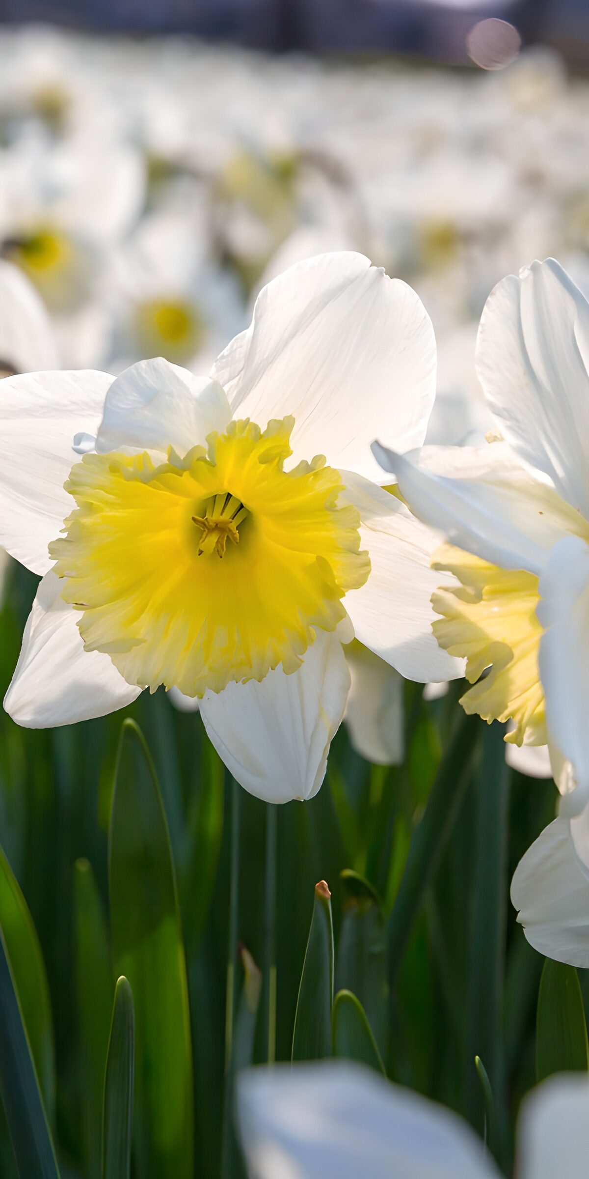 Sunlit white daffodils in close-up