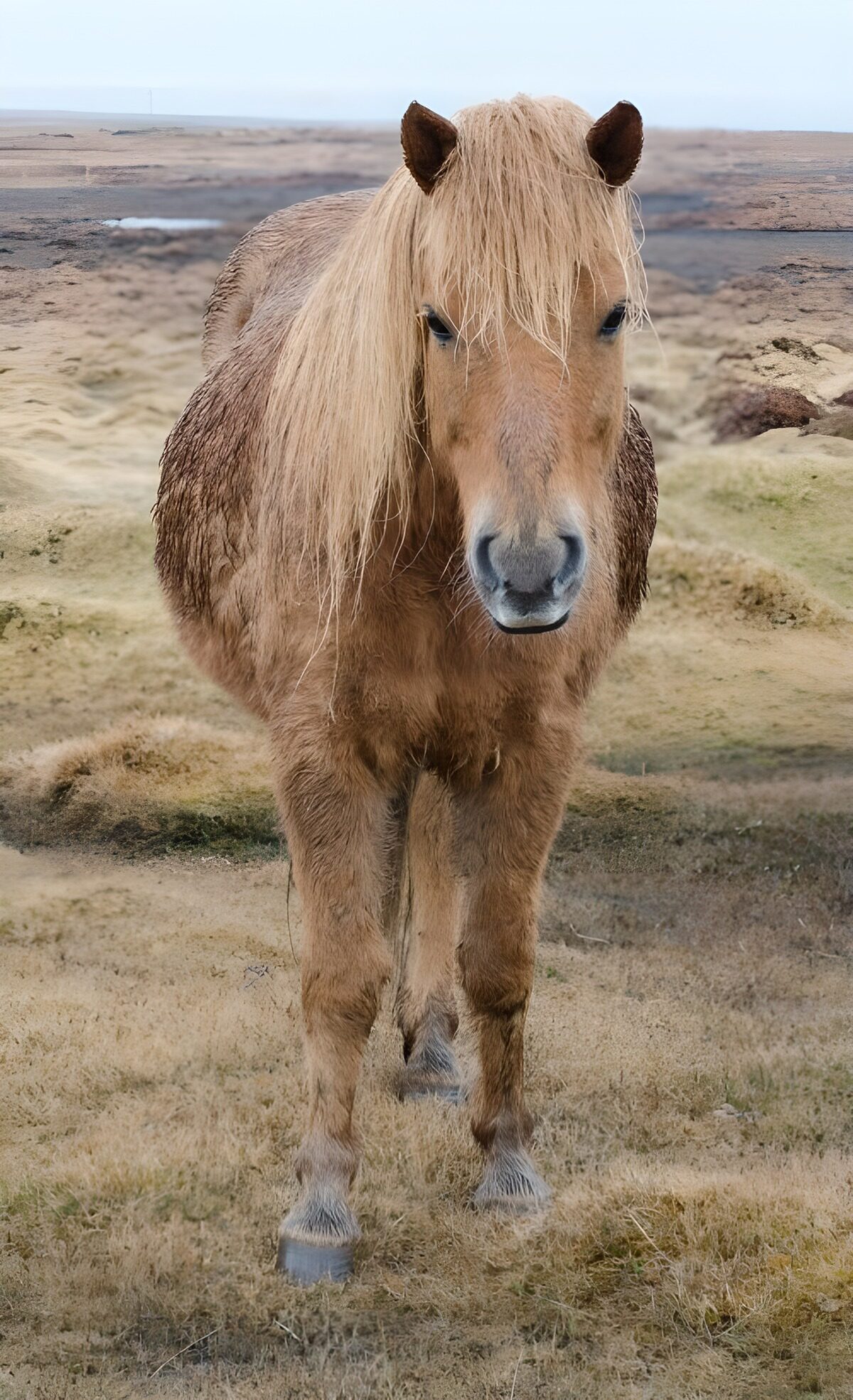 Shaggy tan horse in muted grassland