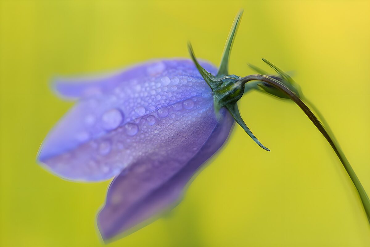 Purple bellflower with a fresh sparkle