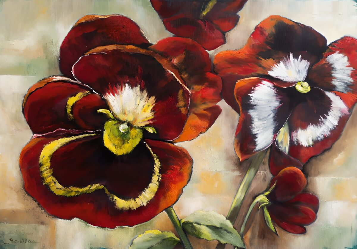 Deep red and white pansies in soft light