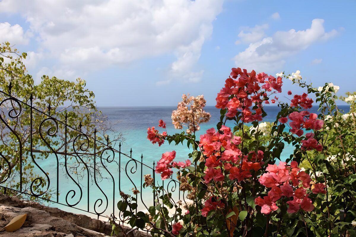 Bougainvillea by a turquoise sea