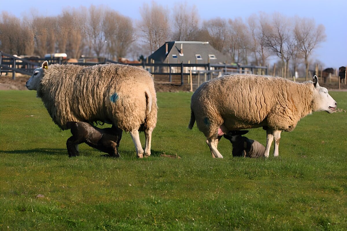 Two ewes feeding lambs in the sunshine