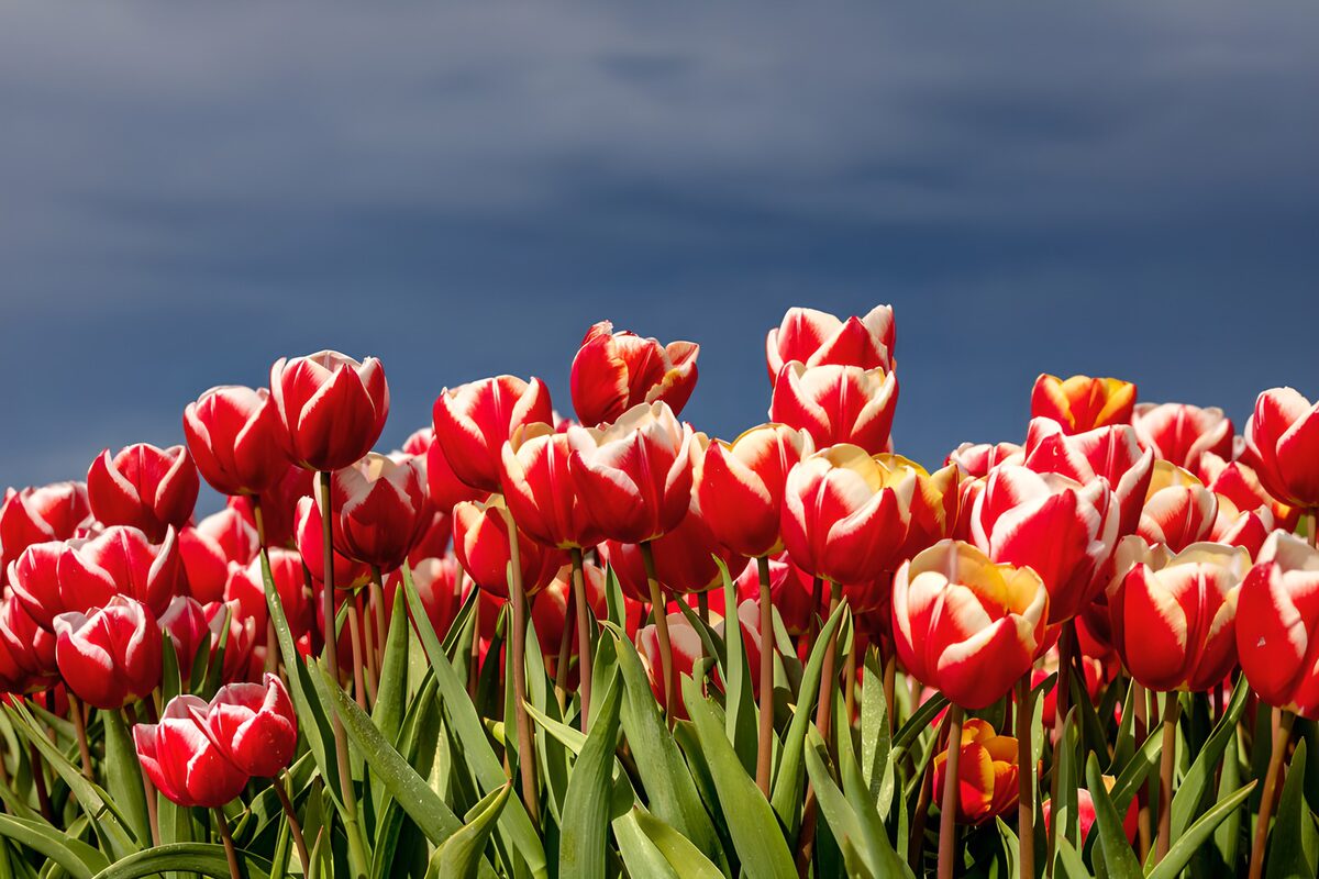 Red and white tulips under moody skies