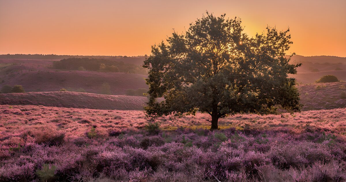 Tree on purple heath at sunset