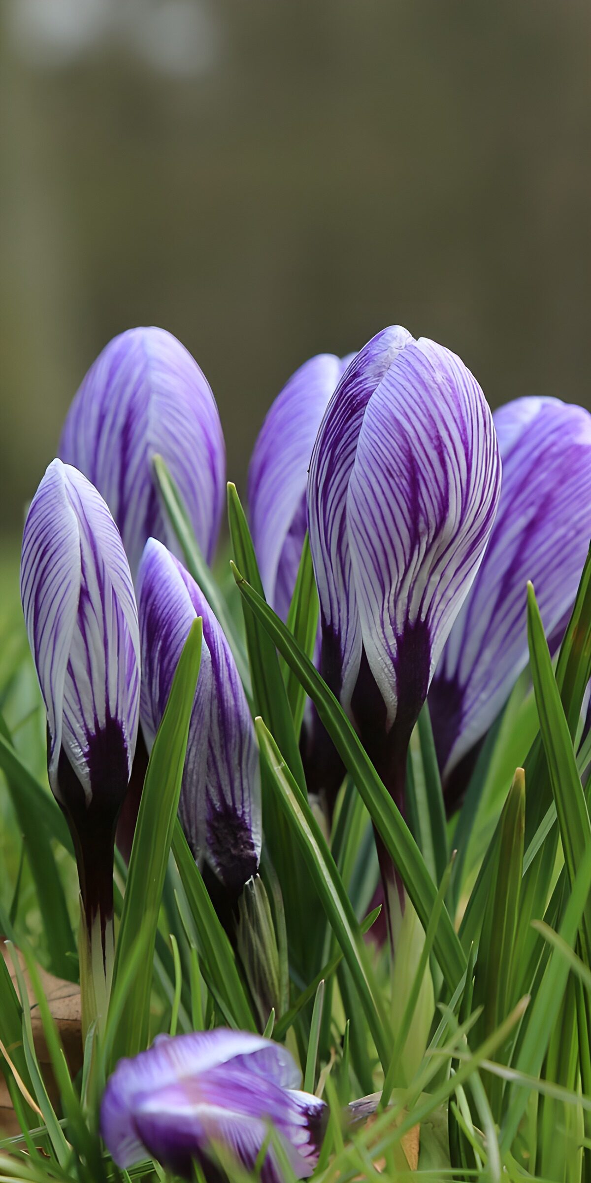 Striped crocuses in soft spring light