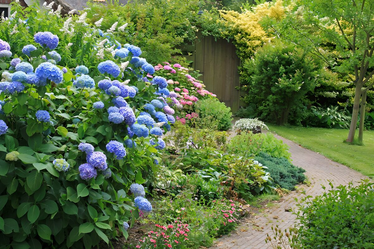 Blue hydrangeas beside a quiet brick path