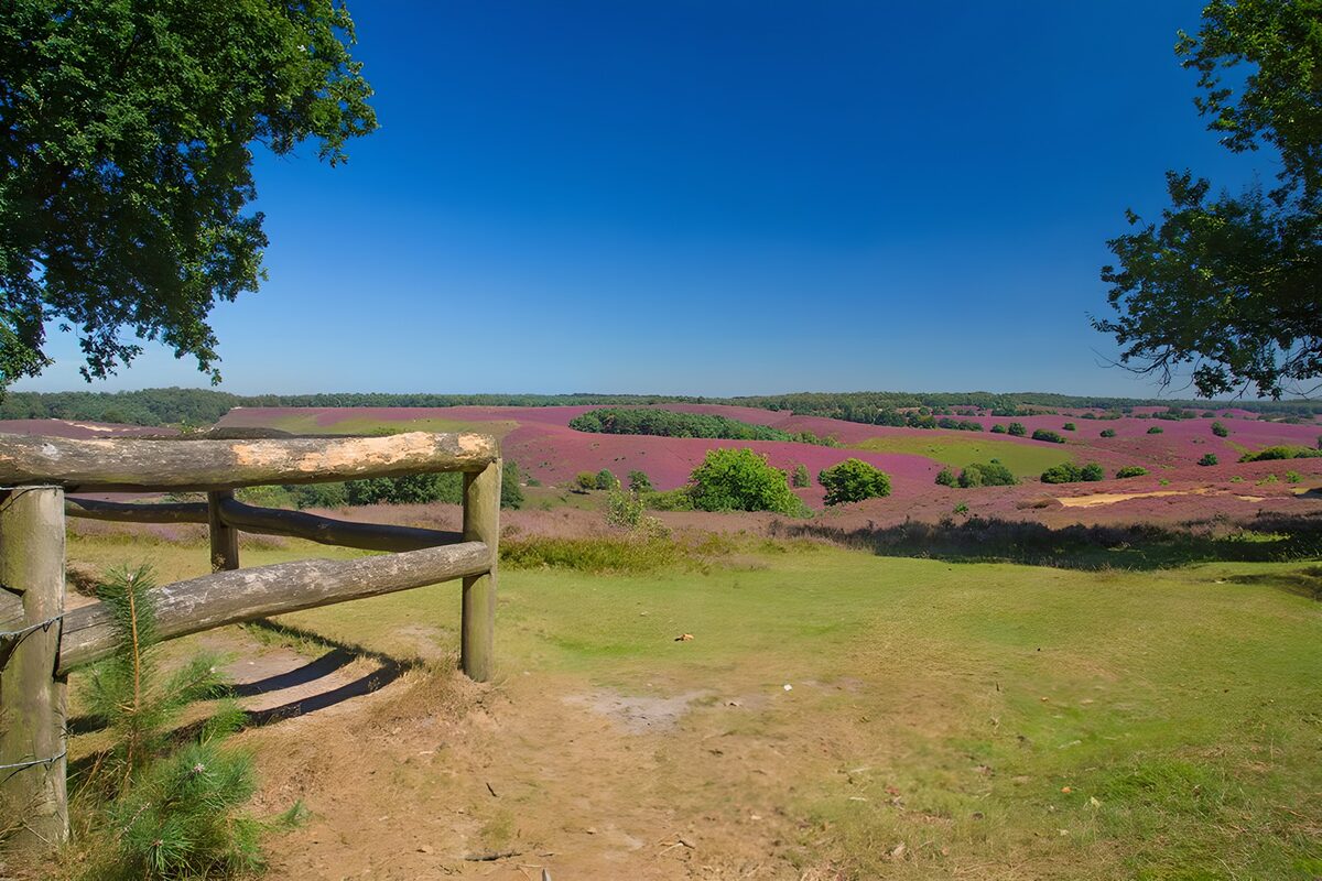 Purple heather under a wide blue sky