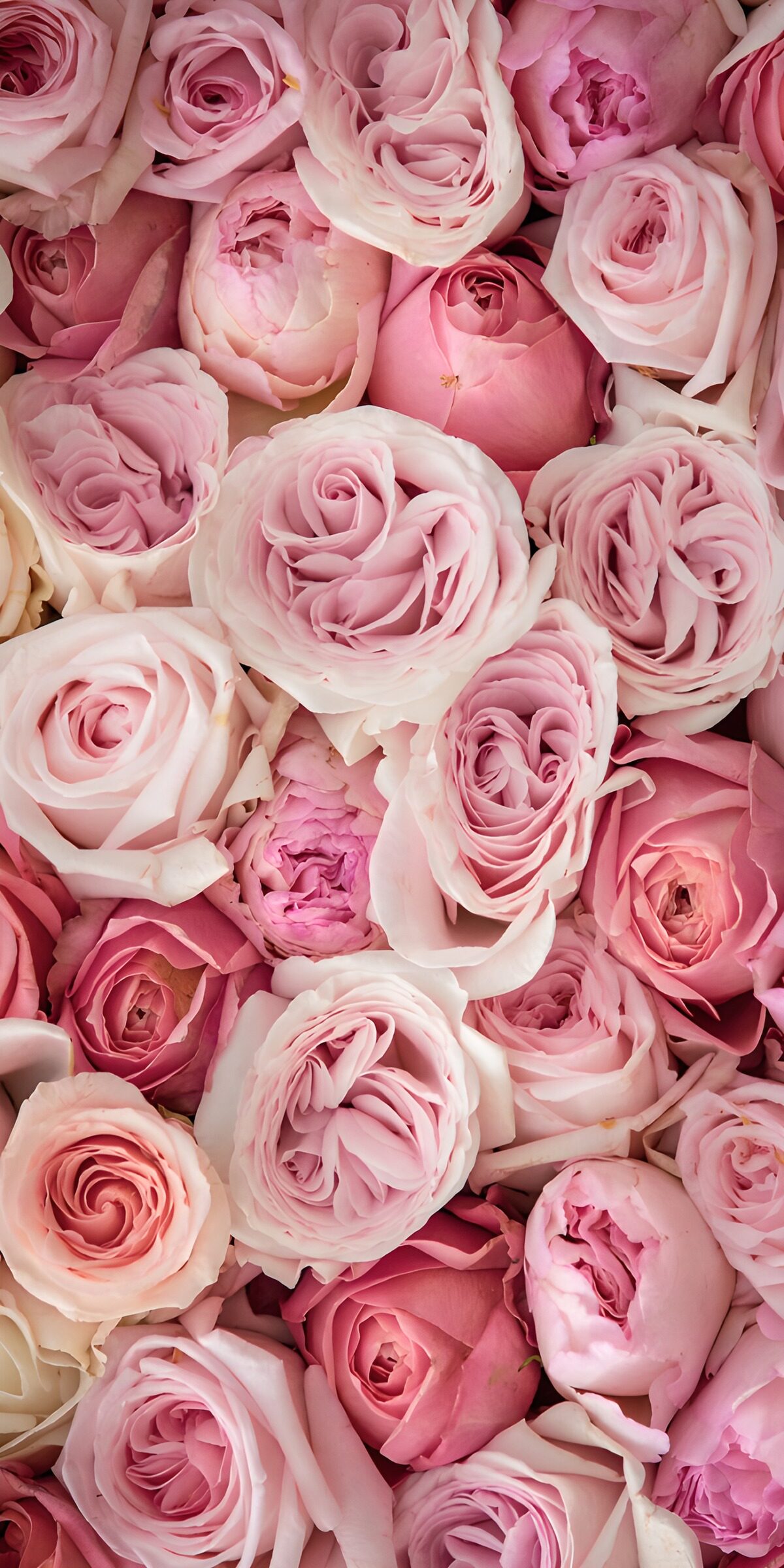 Soft pink roses in full bloom