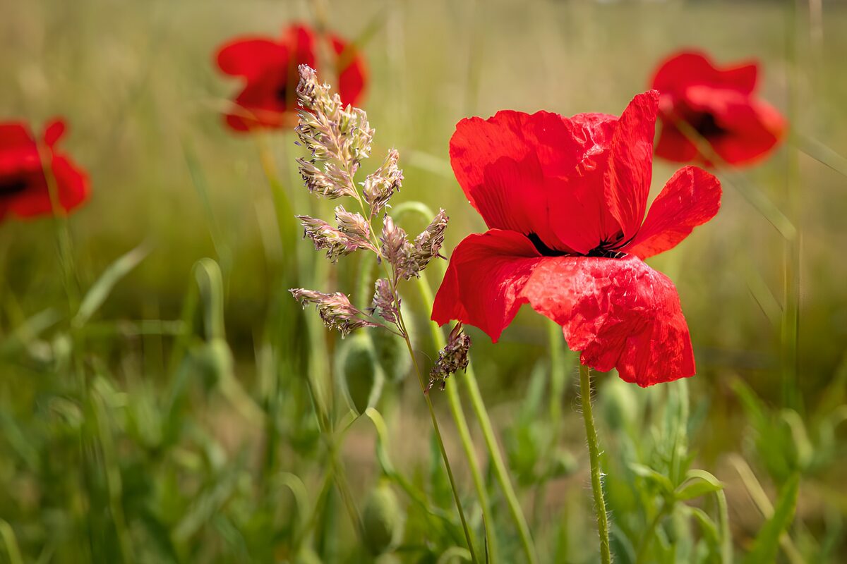 A red poppy in a haze of gold