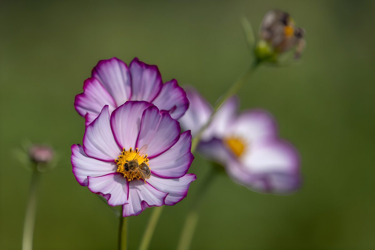 Bee on sunlit purple-edged cosmos