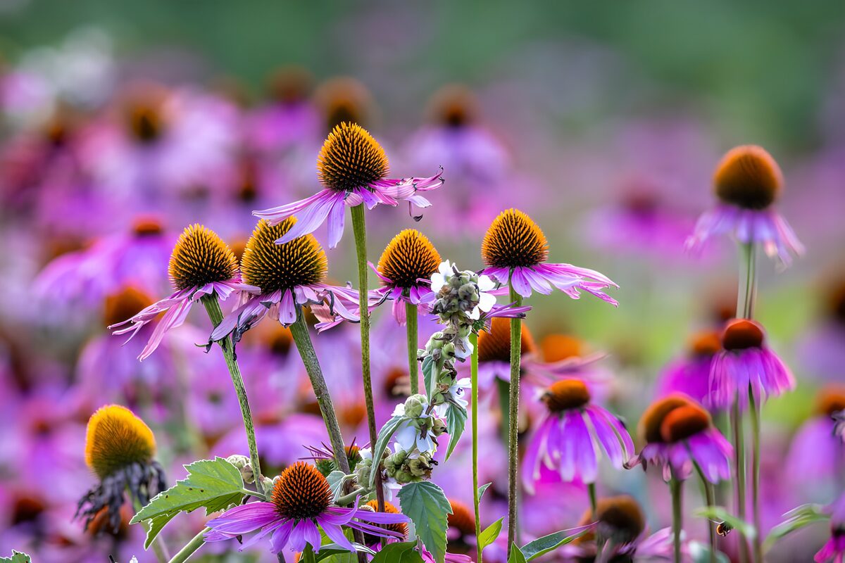 Purple coneflowers in summer light