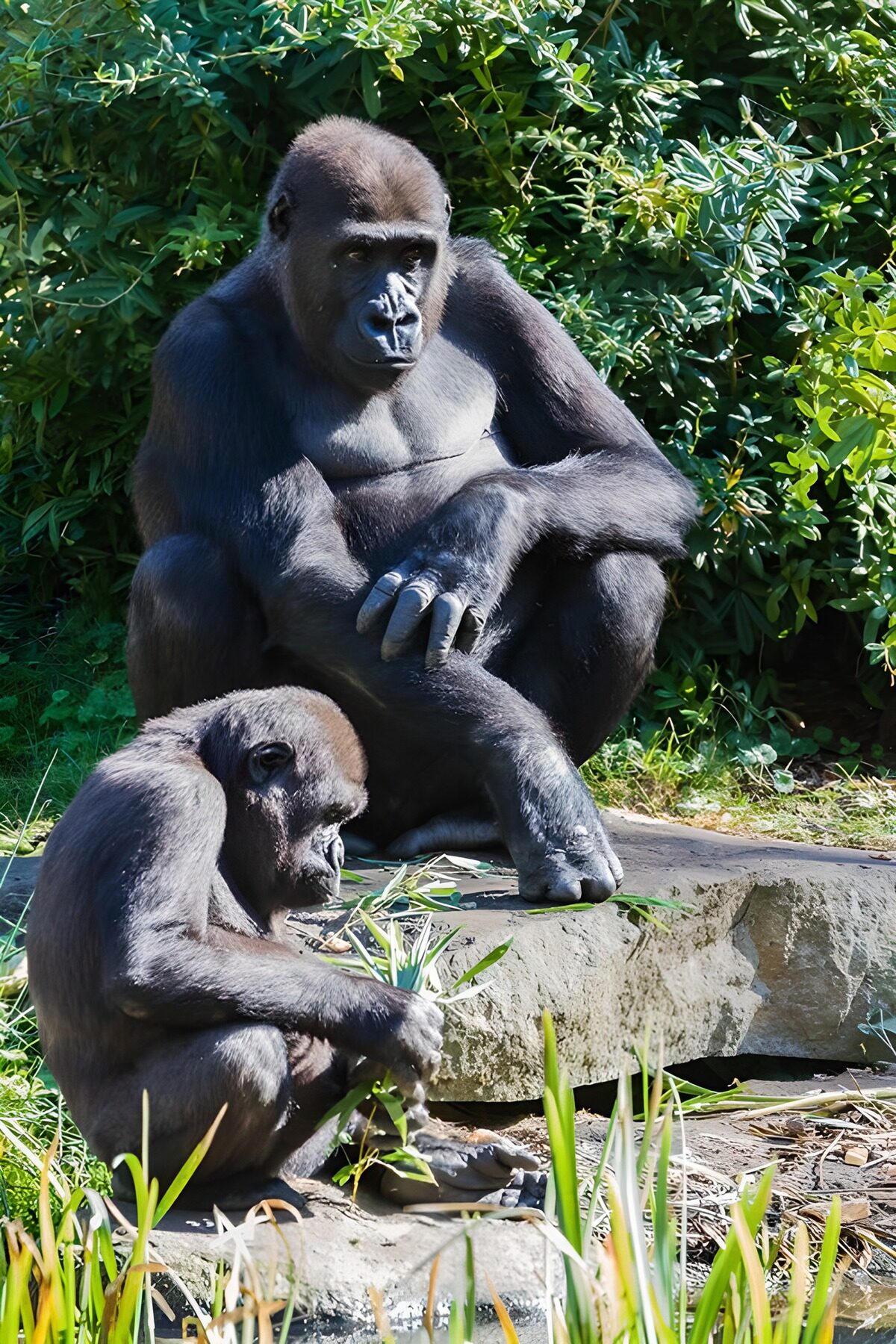 Two gorillas resting among rocks