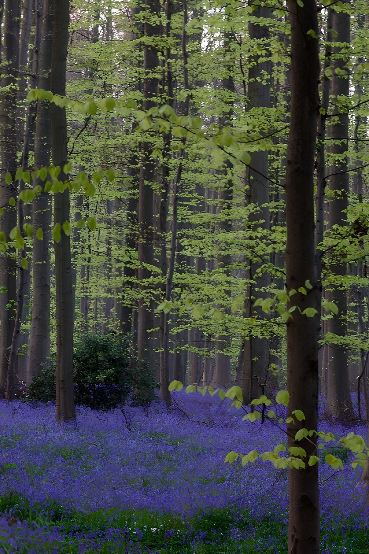 Spring beeches over a purple flower carpet