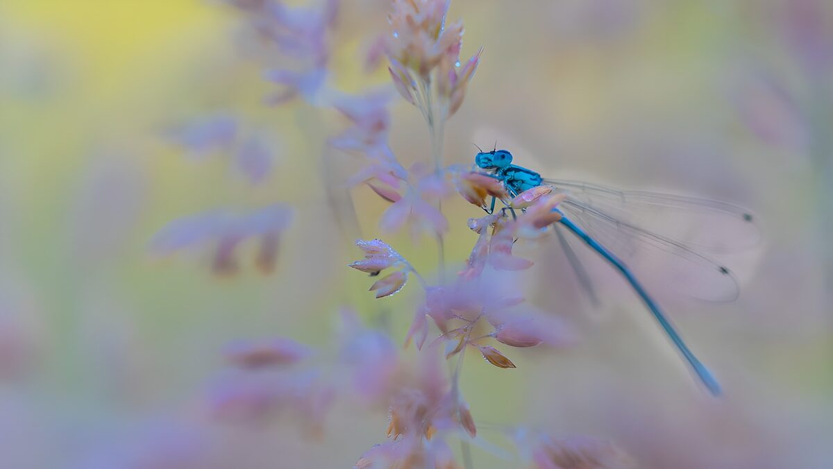 Blue damselfly on a pastel perch