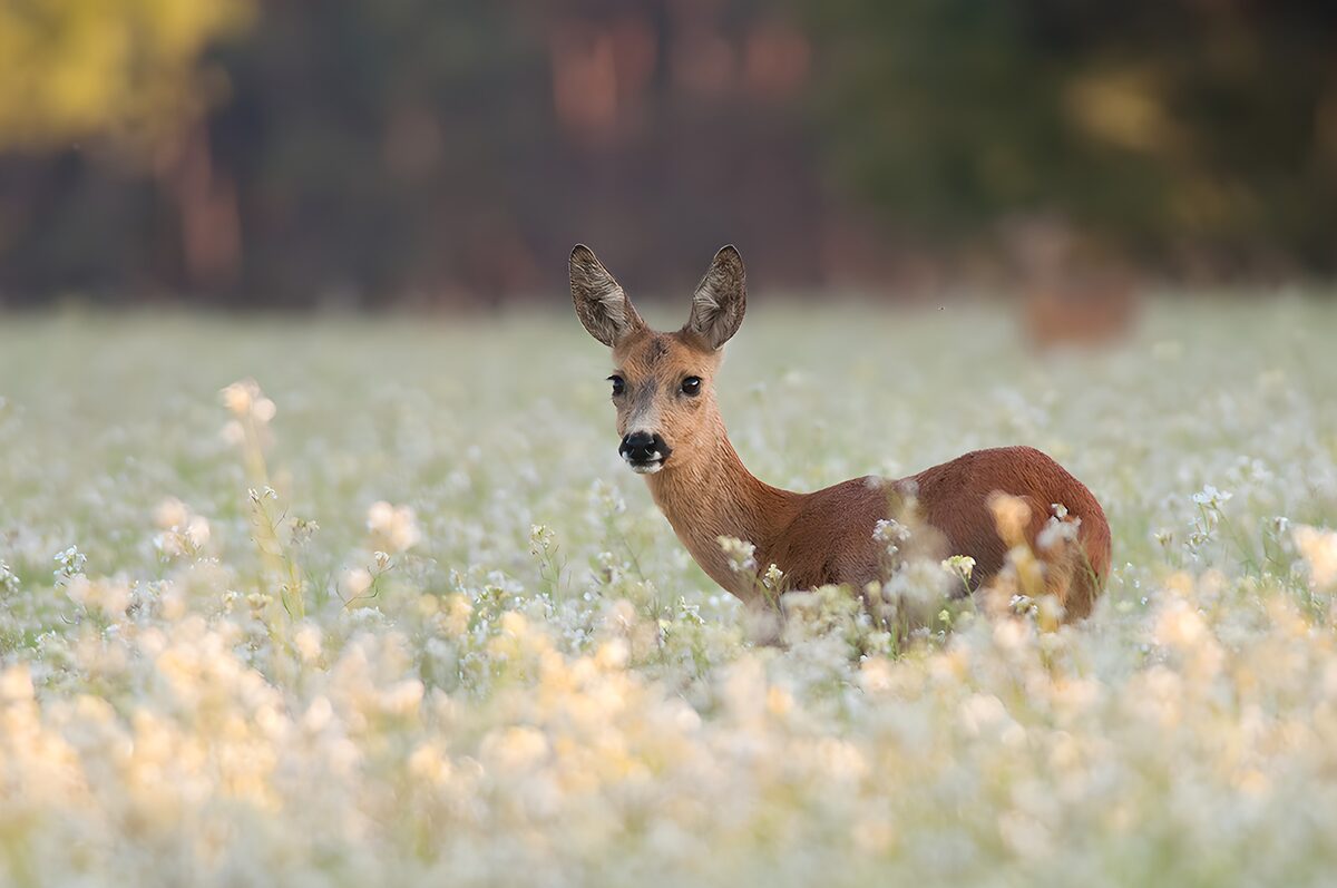 Roe deer standing among pale meadow flowers