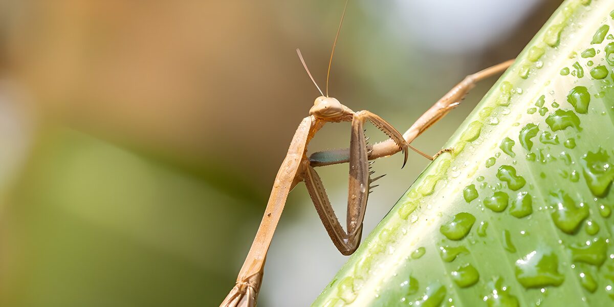 Brown mantis beside a glistening leaf