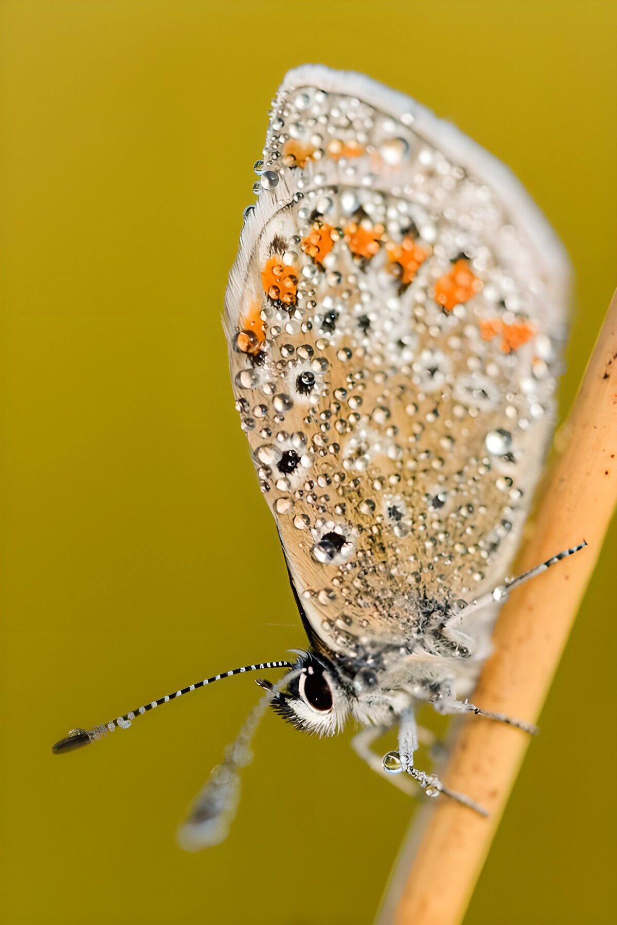 Water-beaded butterfly against soft yellow