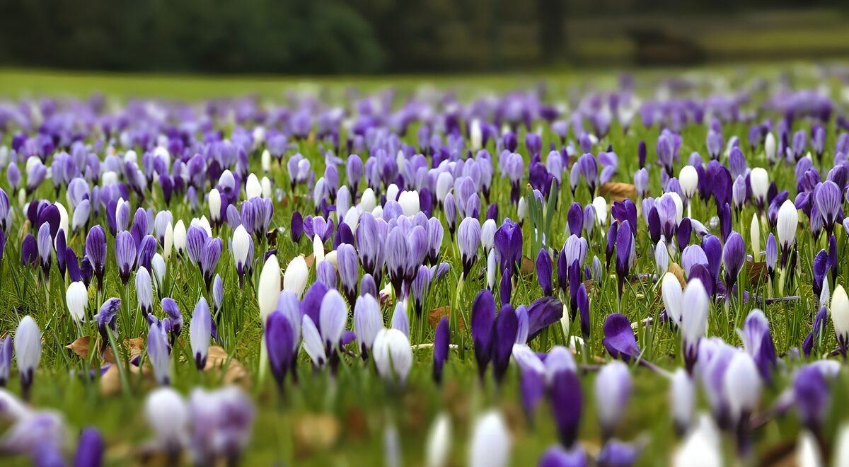 Purple and white crocuses welcome spring