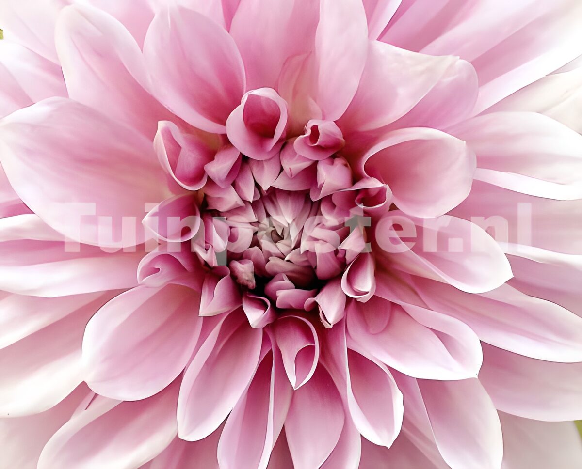 Soft pink dahlia in close-up