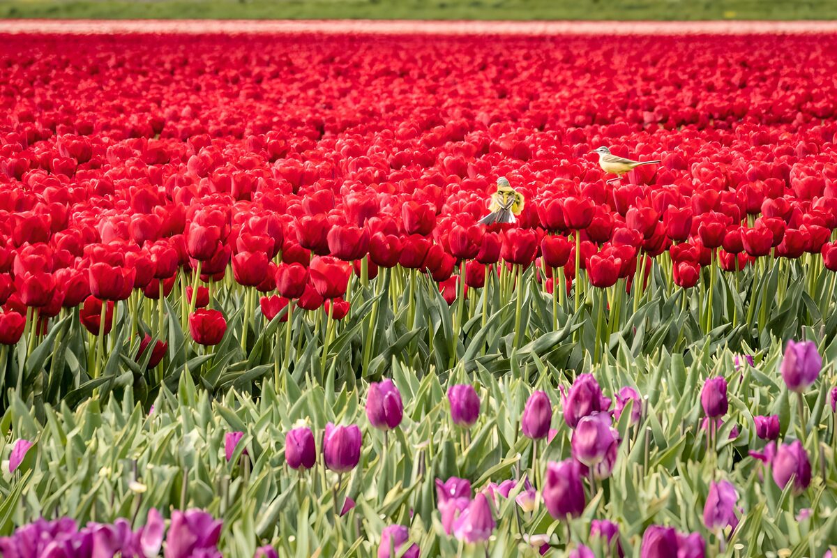 Two yellow birds in a sunlit tulip field