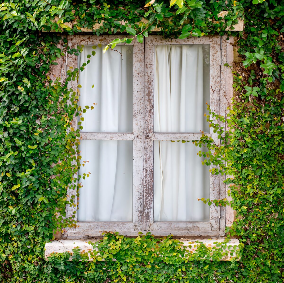 Old white window nestled in greenery