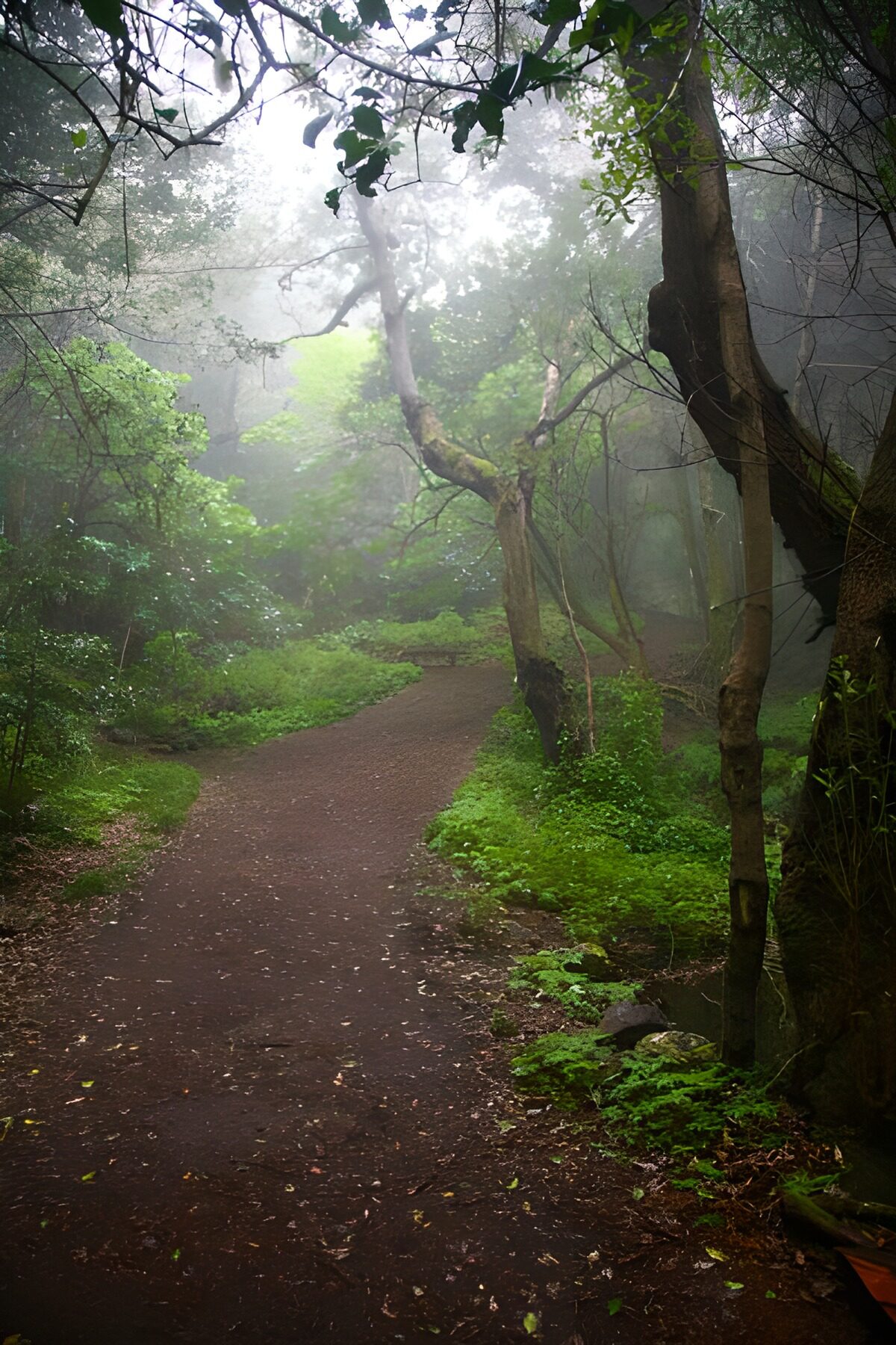Winding woodland path in the mist