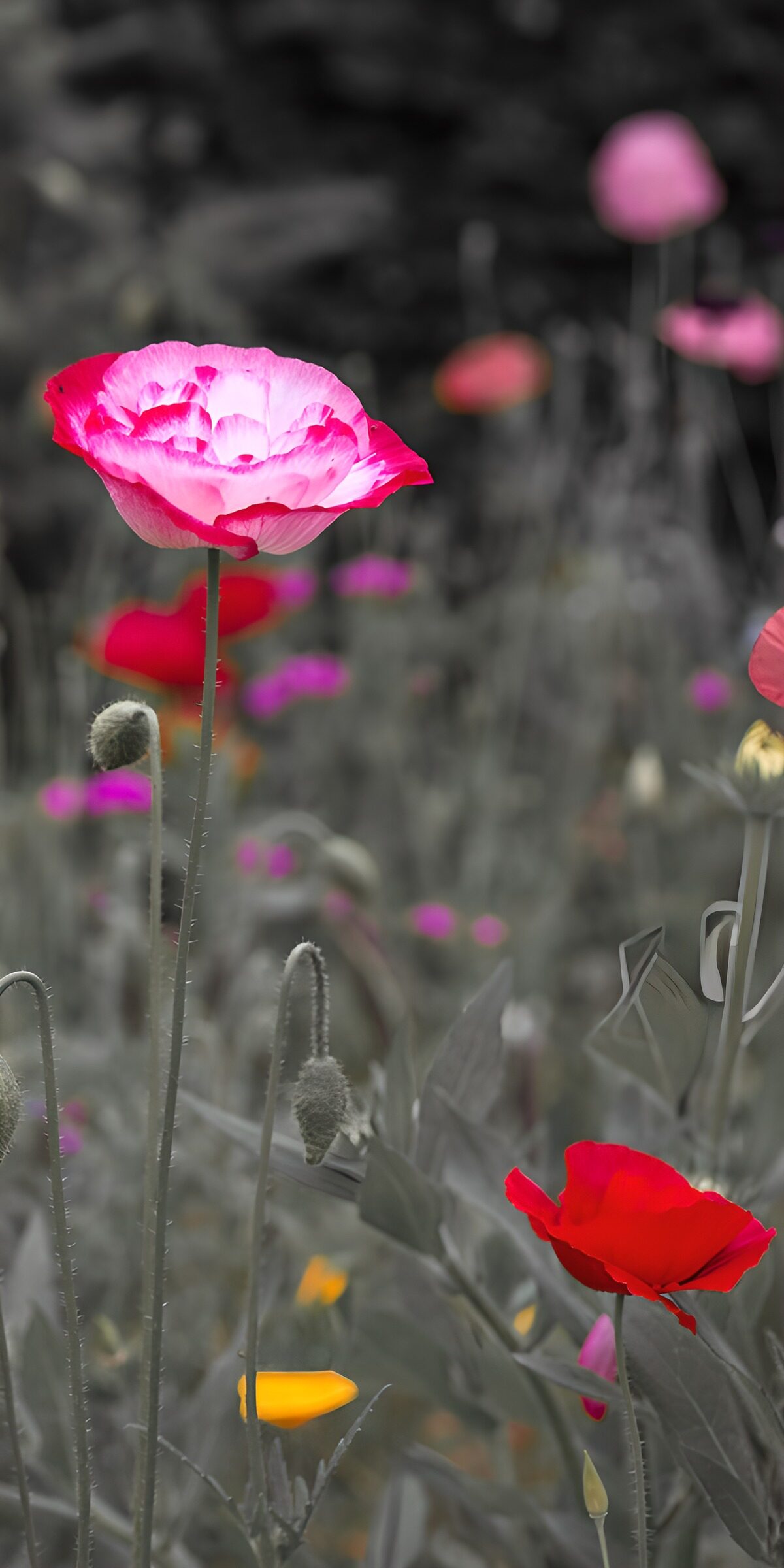 Pink and red poppies against grey foliage