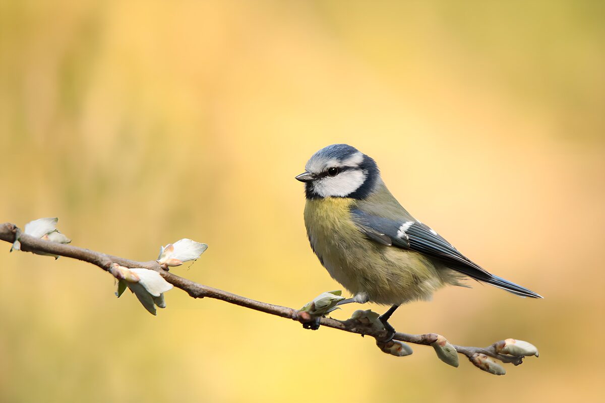 Blue tit on a branch of fresh spring buds