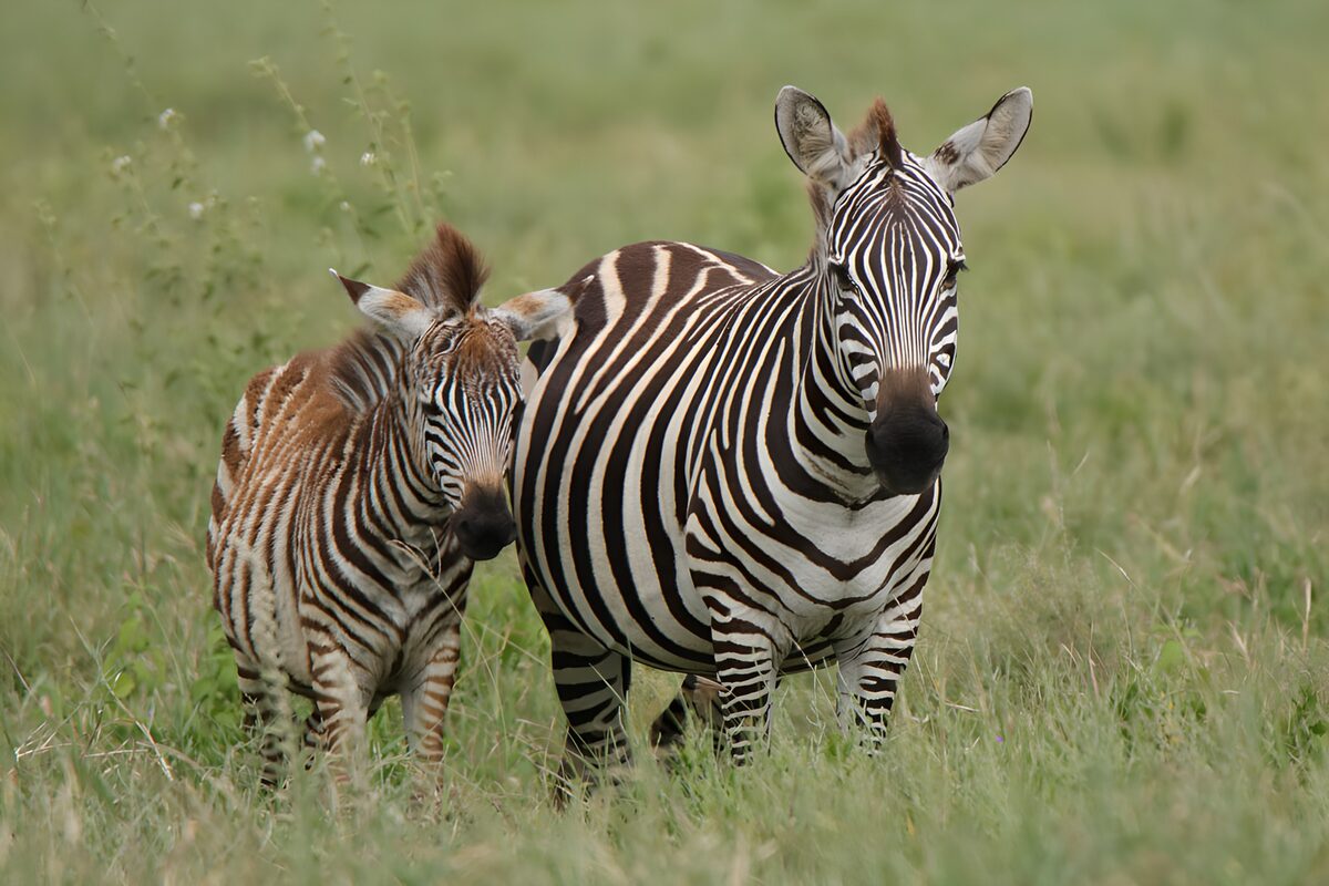 Zebra and foal, side by side