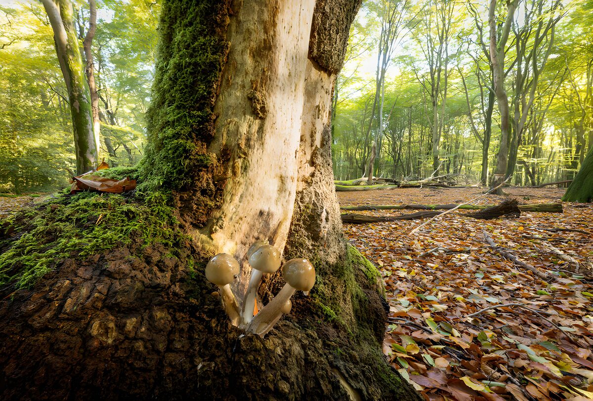 Pale mushrooms by a mossy trunk