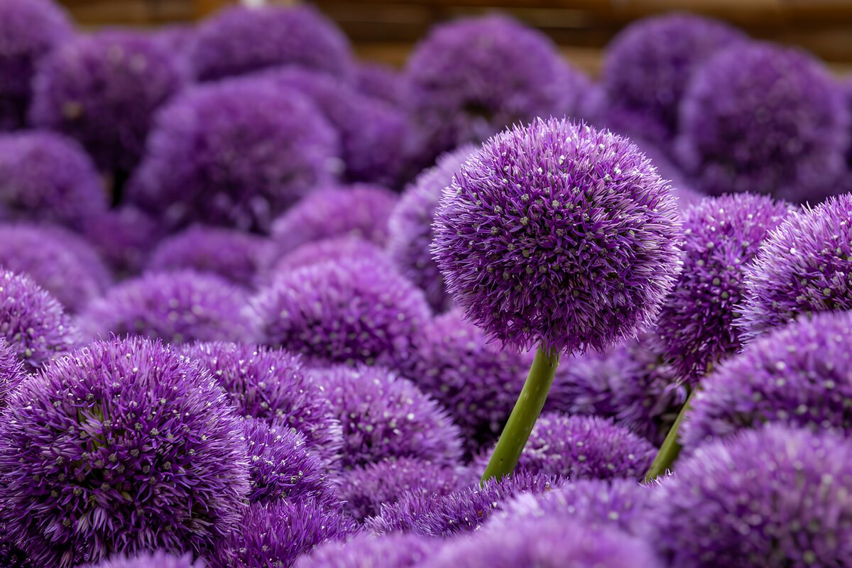 A close crowd of purple alliums