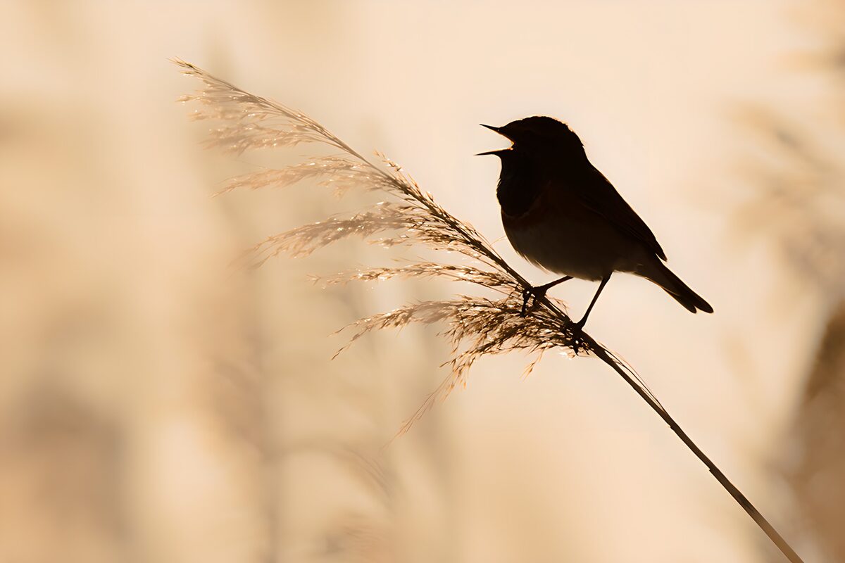 Bird silhouette on a sunlit reed