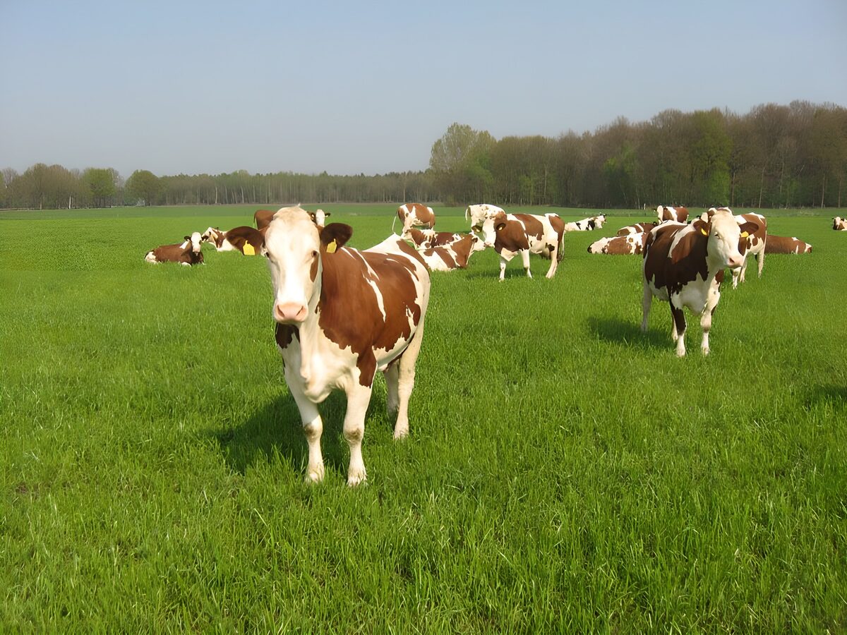 Cows at ease in a sea of green