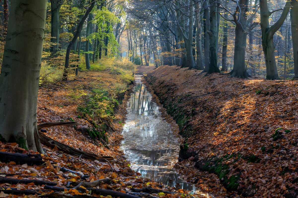 Autumn woodland and a water-filled ditch